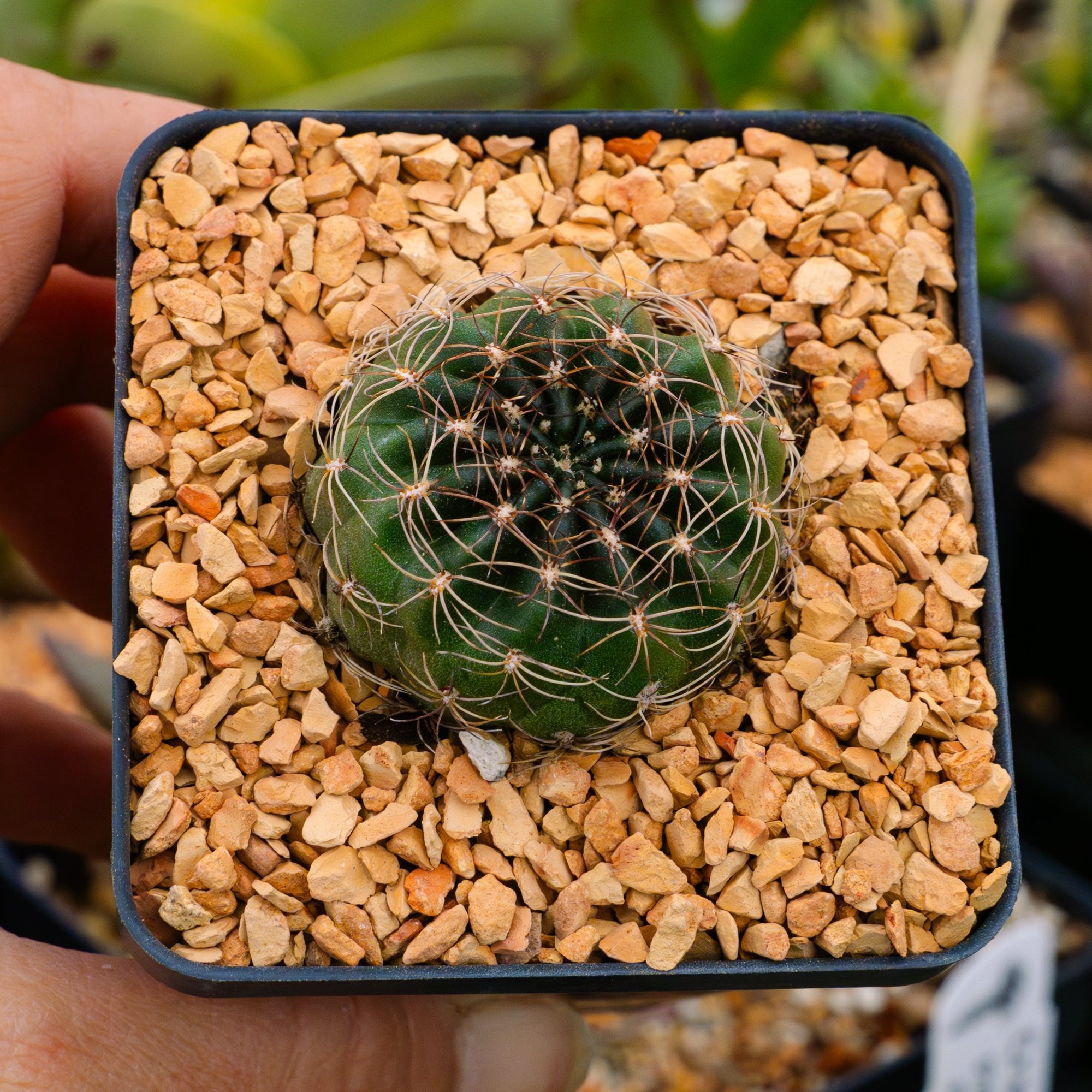 Lobivia tiegeliana var. ruberrima - Vivid Root