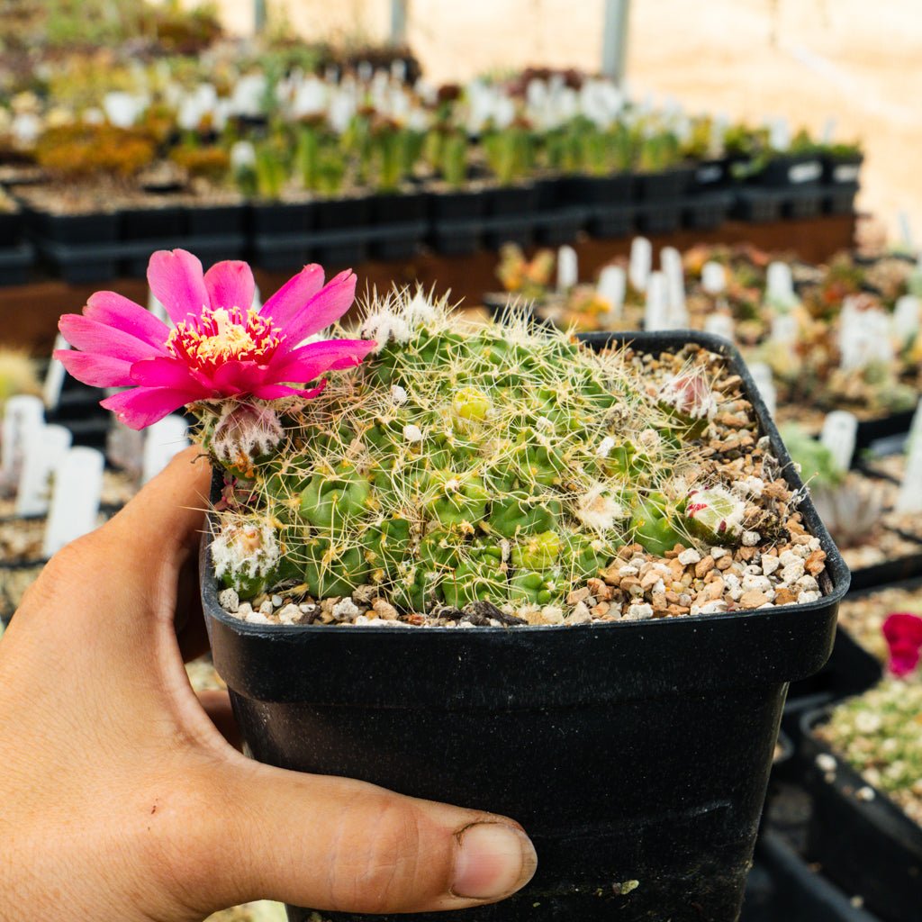 Maihueniopsis subterranea subs. pulcherrima - Vivid Root