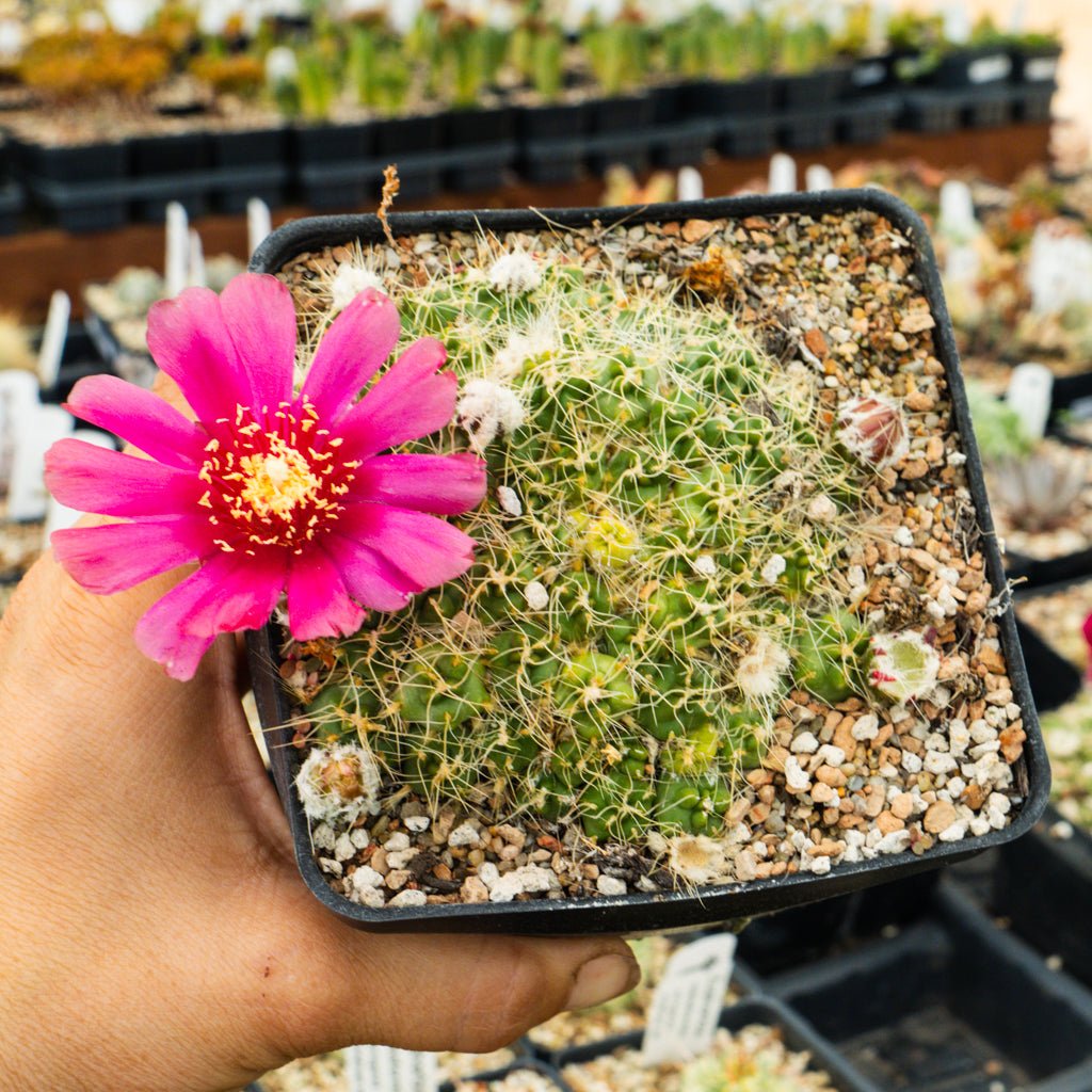 Maihueniopsis subterranea subs. pulcherrima - Vivid Root