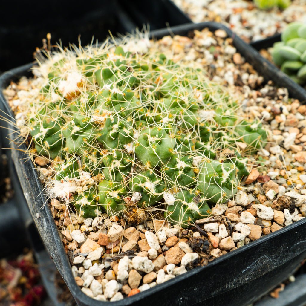 Maihueniopsis subterranea subs. pulcherrima - Vivid Root