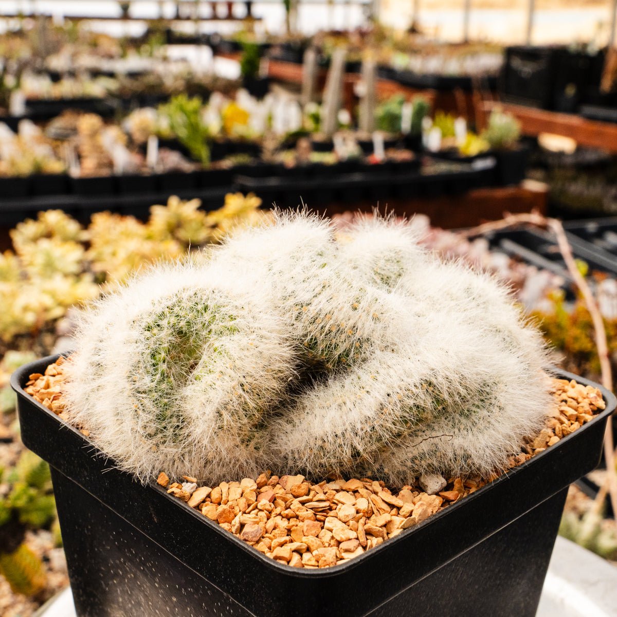 Mammillaria baumii cristata - Vivid Root
