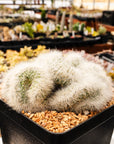 Mammillaria baumii cristata - Vivid Root