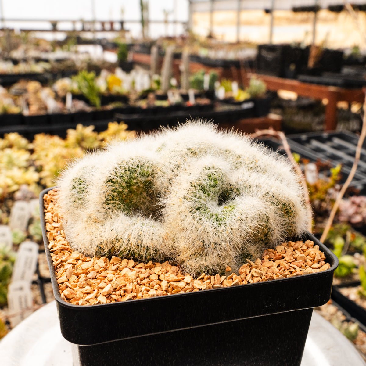 Mammillaria baumii cristata - Vivid Root