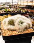 Mammillaria baumii cristata - Vivid Root