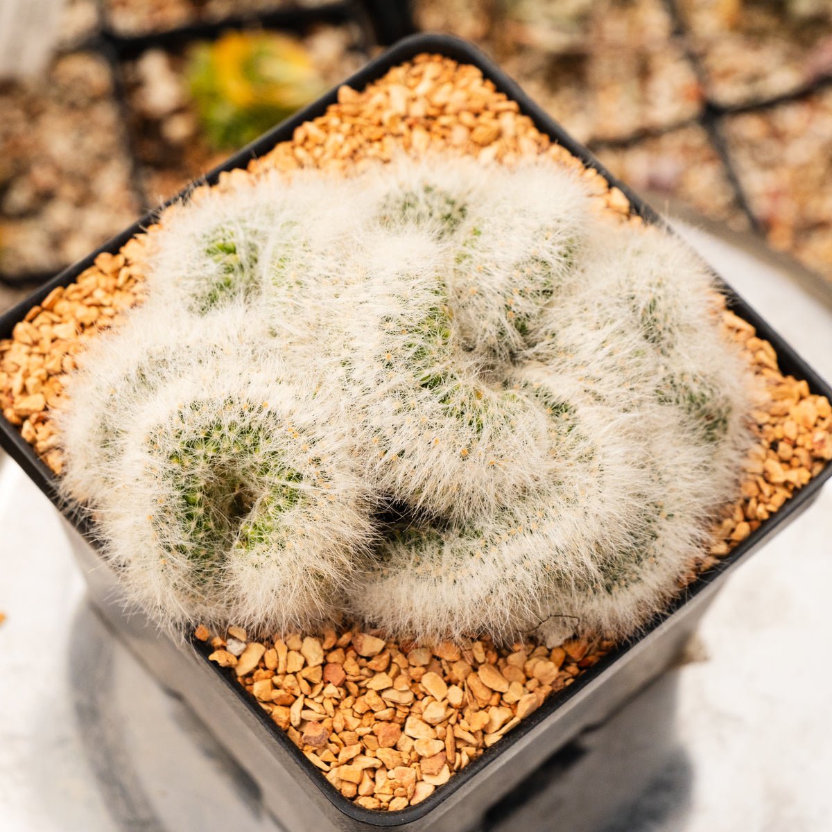Mammillaria baumii cristata - Vivid Root
