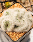 Mammillaria baumii cristata - Vivid Root