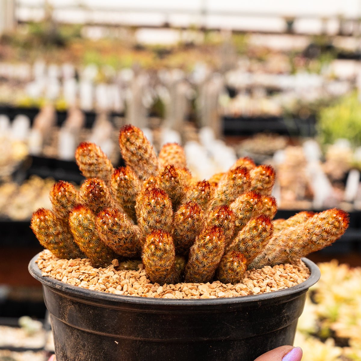 Mammillaria elongata 'Copper King' - Vivid Root