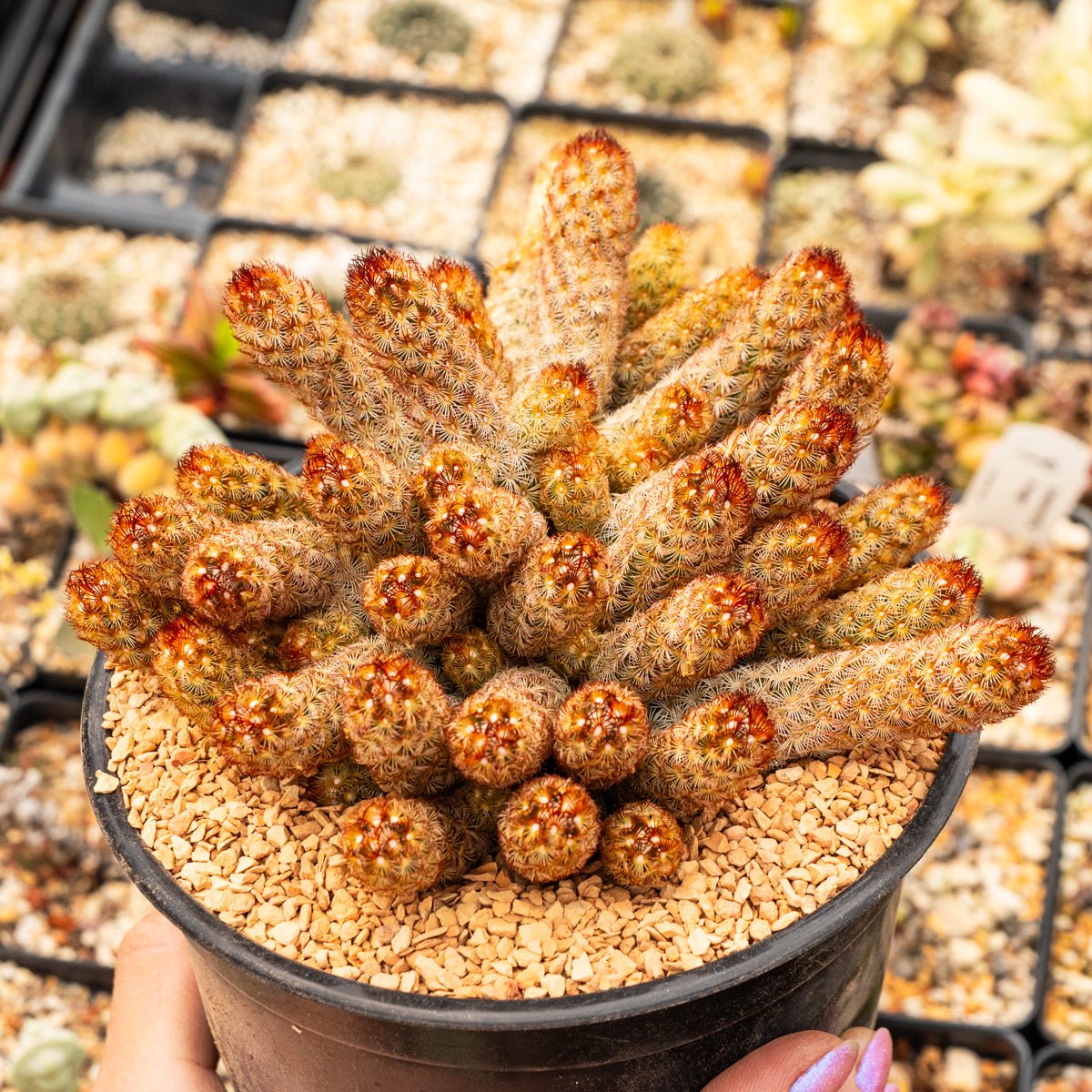 Mammillaria elongata 'Copper King' - Vivid Root