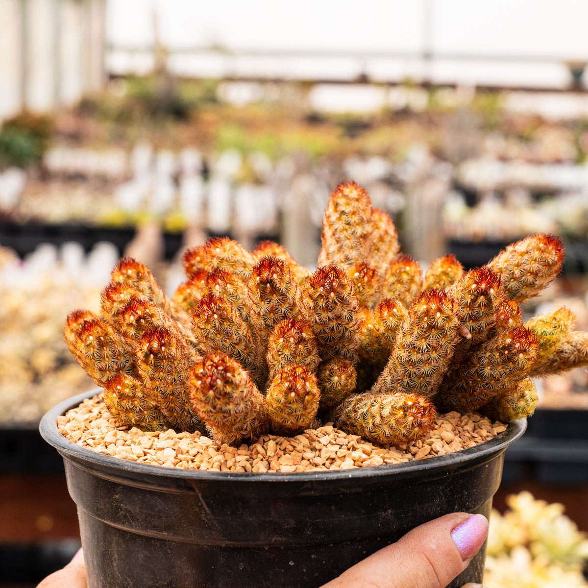 Mammillaria elongata 'Copper King' - Vivid Root