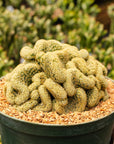 Mammillaria elongata cristata - 'Brain Cactus' - Vivid Root