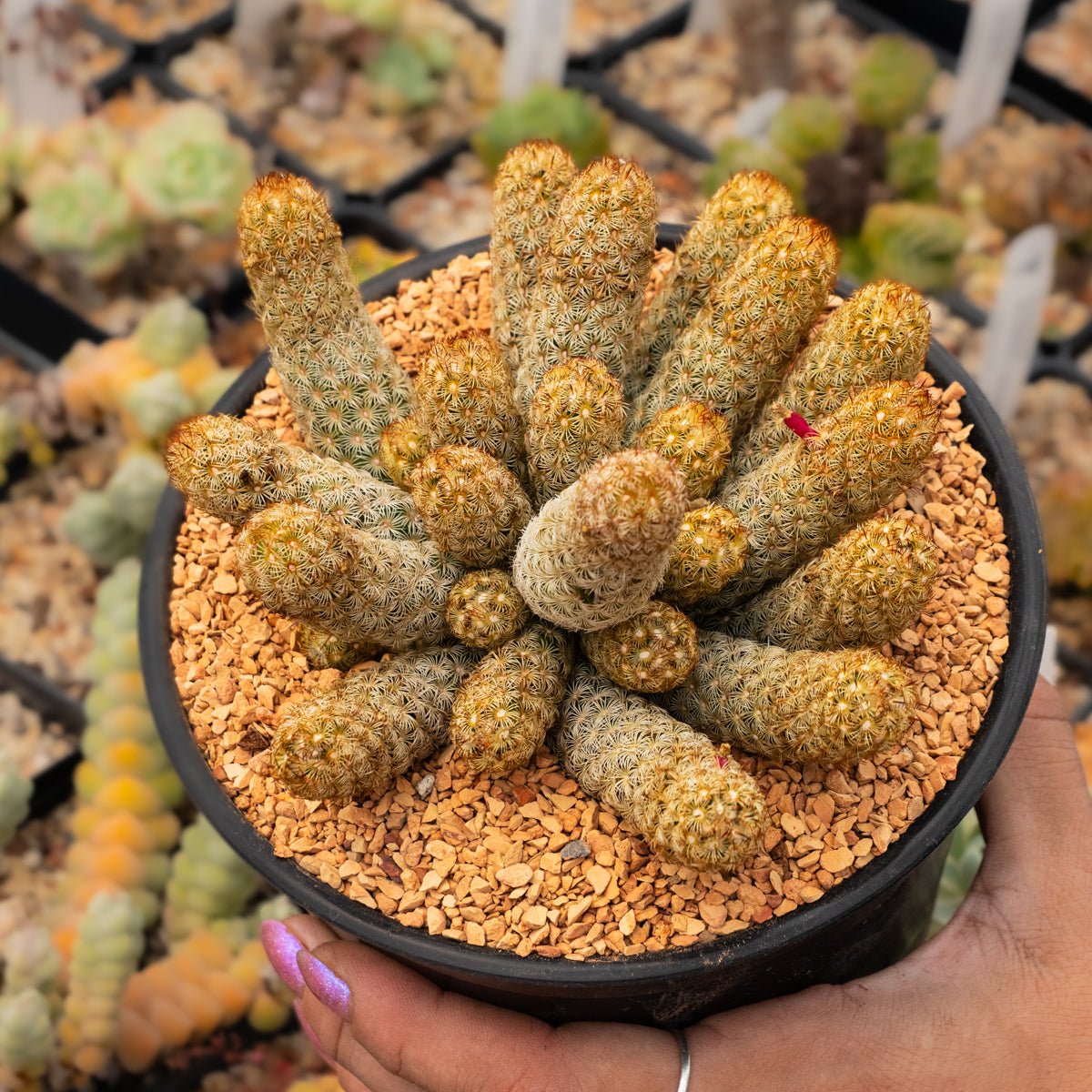 Mammillaria elongata 'Golden Stars' - Vivid Root