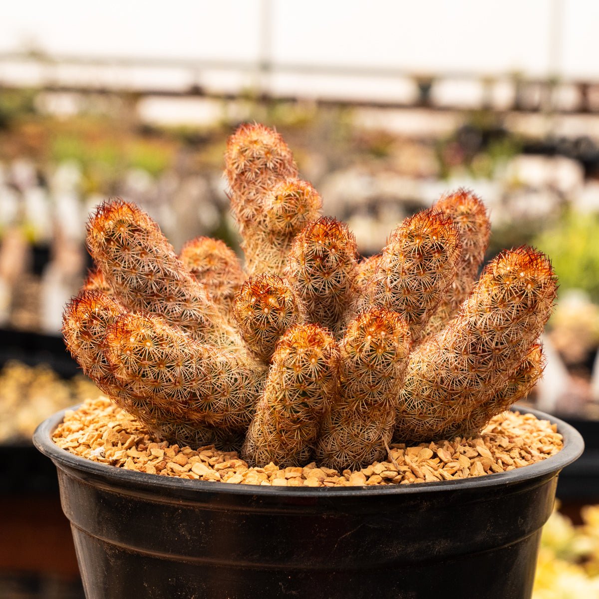Mammillaria elongata 'Ladyfinger' - Vivid Root