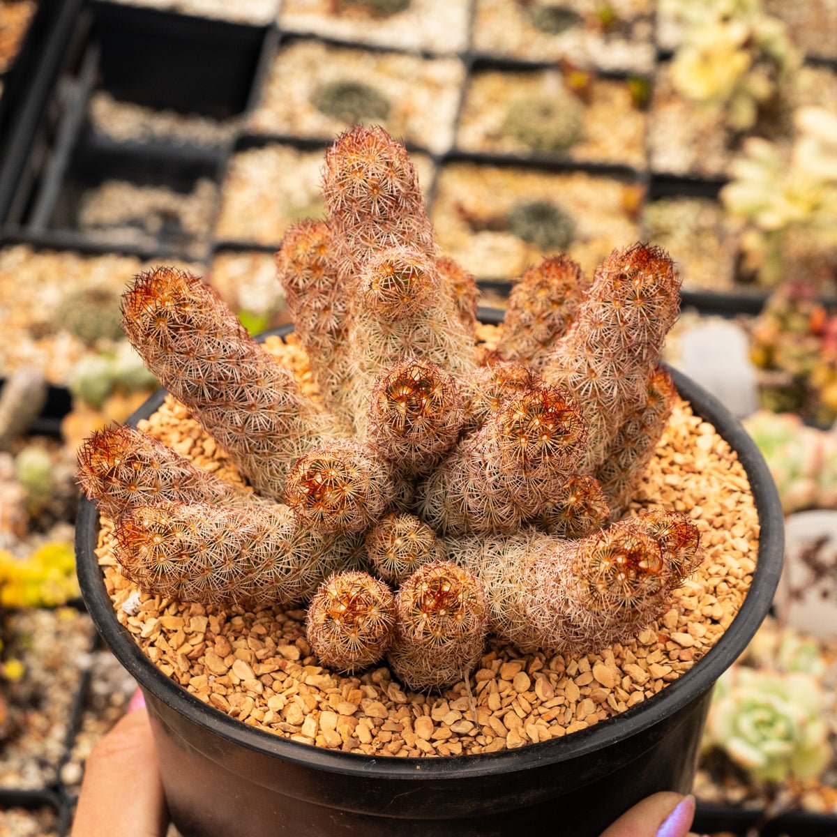 Mammillaria elongata 'Ladyfinger' - Vivid Root