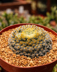 Mammillaria schiedeana - Vivid Root