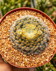 Mammillaria schiedeana - Vivid Root