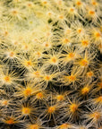 Mammillaria schiedeana - Vivid Root