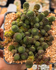 Monanthes polyphylla - Vivid Root
