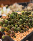 Monanthes polyphylla - Vivid Root