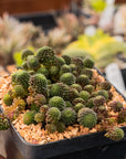 Monanthes polyphylla - Vivid Root