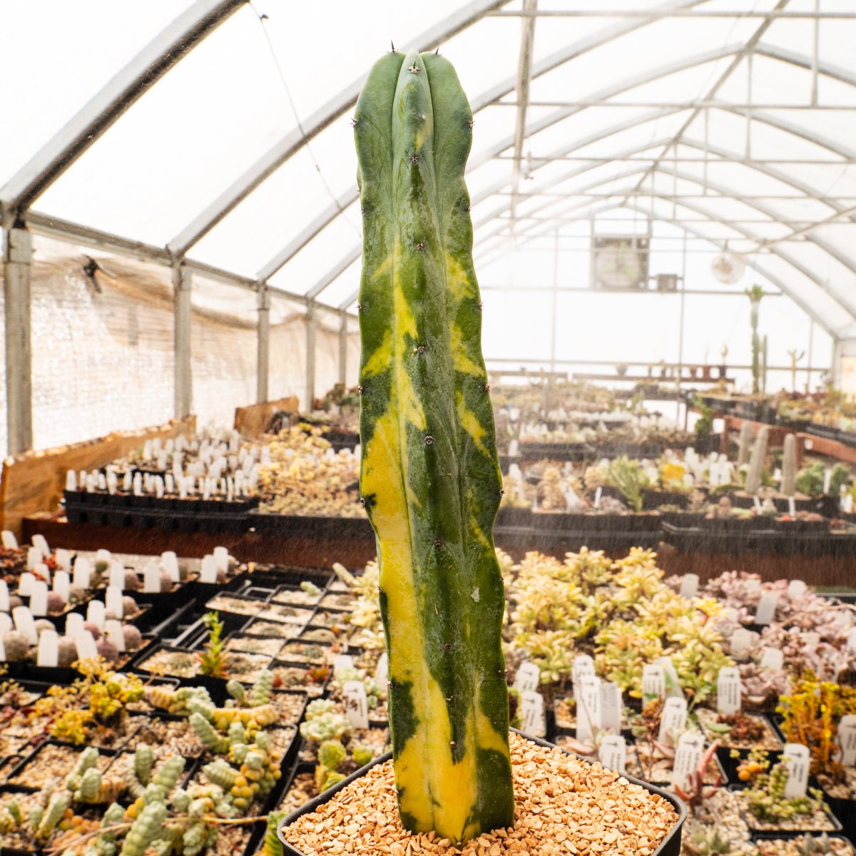 Myrtillocactus geometrizans f. variegata | One & Only | B - Vivid Root