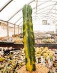 Myrtillocactus geometrizans f. variegata | One & Only | B - Vivid Root