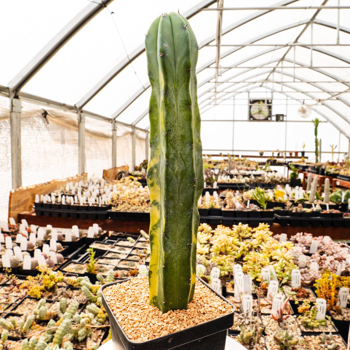 Myrtillocactus geometrizans f. variegata | One & Only | B - Vivid Root