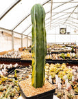 Myrtillocactus geometrizans f. variegata | One & Only | B - Vivid Root