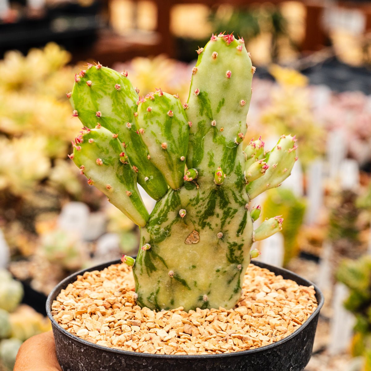 Opuntia monacantha f. monstruosa variegata - Joseph's Coat - Vivid Root