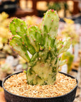 Opuntia monacantha f. monstruosa variegata - Joseph's Coat - Vivid Root