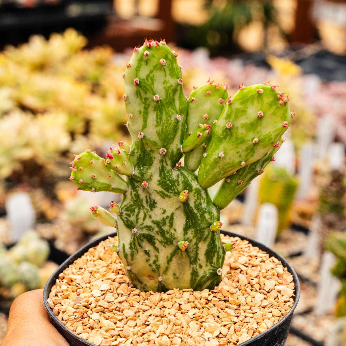 Opuntia monacantha f. monstruosa variegata - Joseph's Coat - Vivid Root