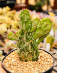 Opuntia monacantha f. monstruosa variegata - Joseph's Coat - Vivid Root
