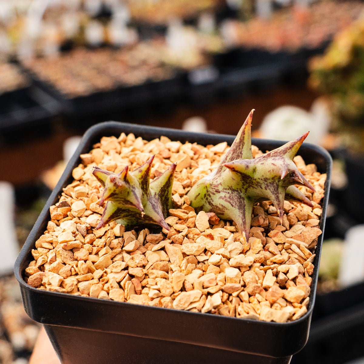 Orbea semota x Orbea variegata (hybrid) - Vivid Root