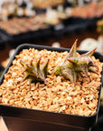 Orbea semota x Orbea variegata (hybrid) - Vivid Root
