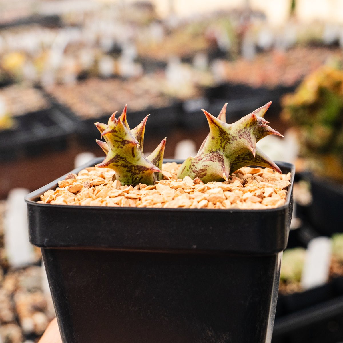 Orbea semota x Orbea variegata (hybrid) - Vivid Root