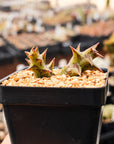 Orbea semota x Orbea variegata (hybrid) - Vivid Root