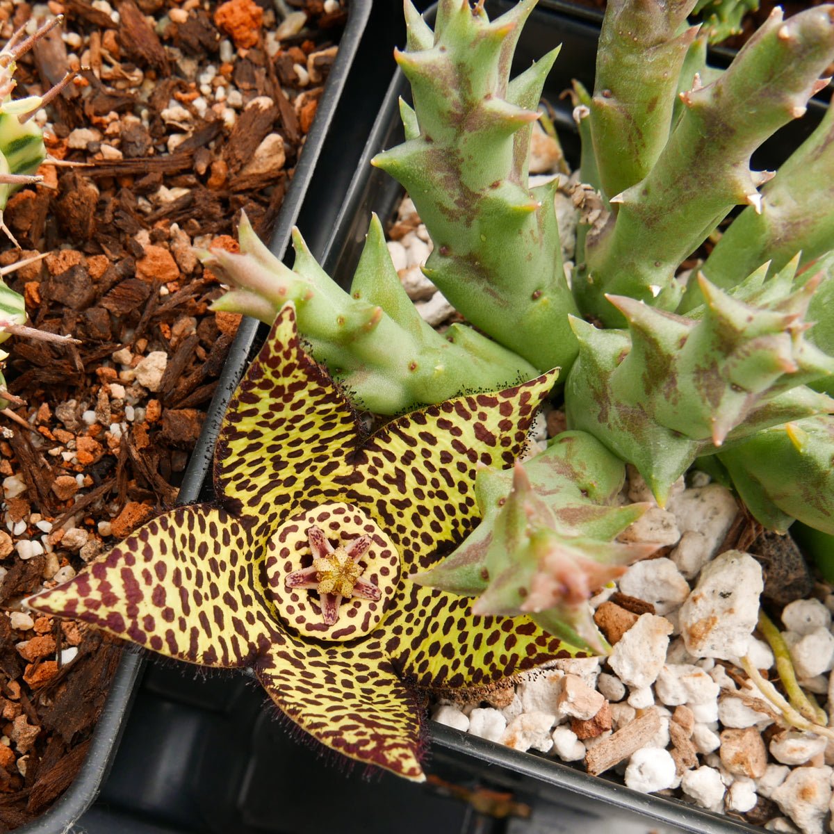 Orbea semota x Orbea variegata (hybrid) - Vivid Root