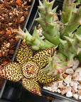Orbea semota x Orbea variegata (hybrid) - Vivid Root