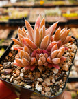 Orostachys fimbriata - Vivid Root