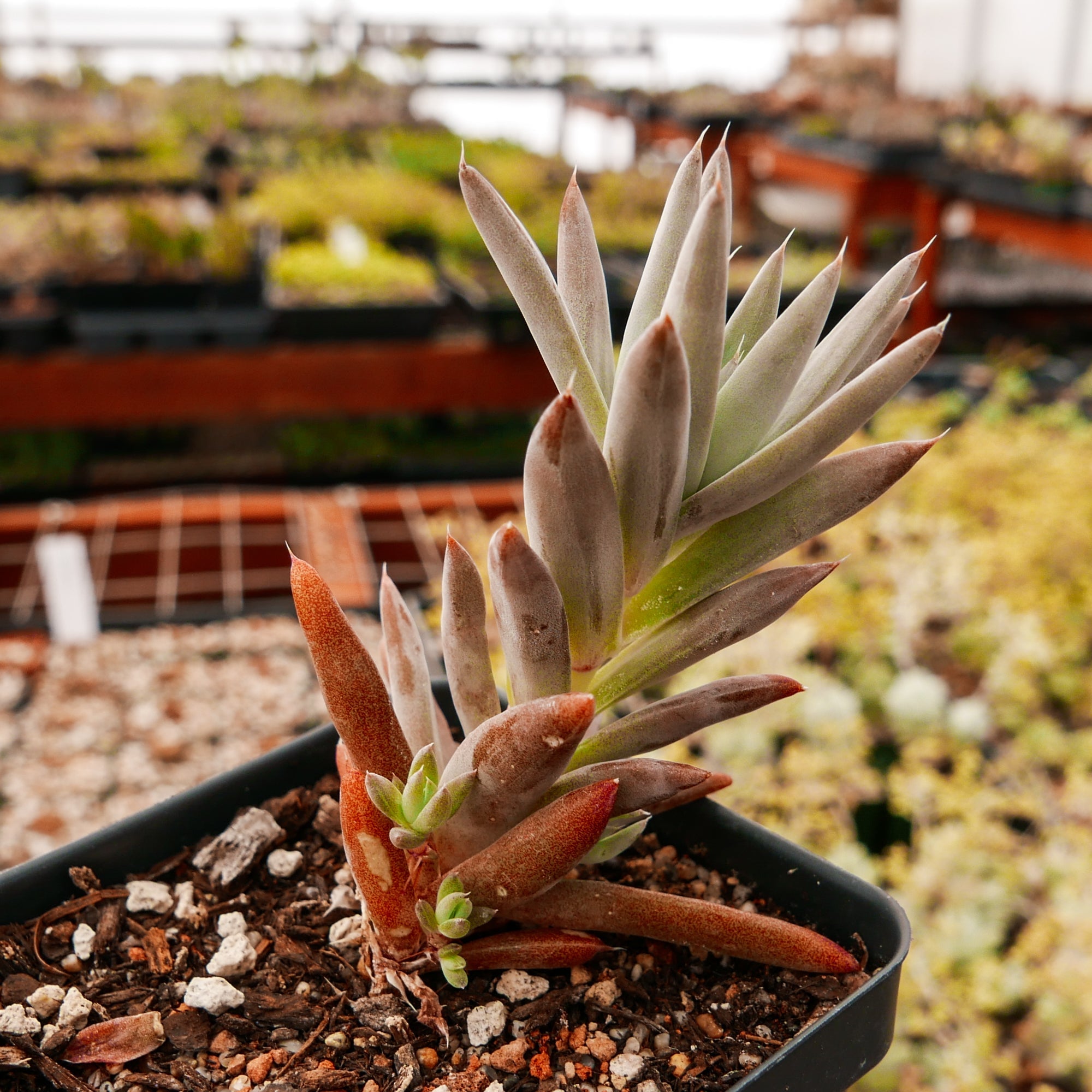 Orostachys fimbriata - Vivid Root