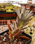 Orostachys fimbriata - Vivid Root