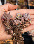 Orostachys fimbriata - Vivid Root