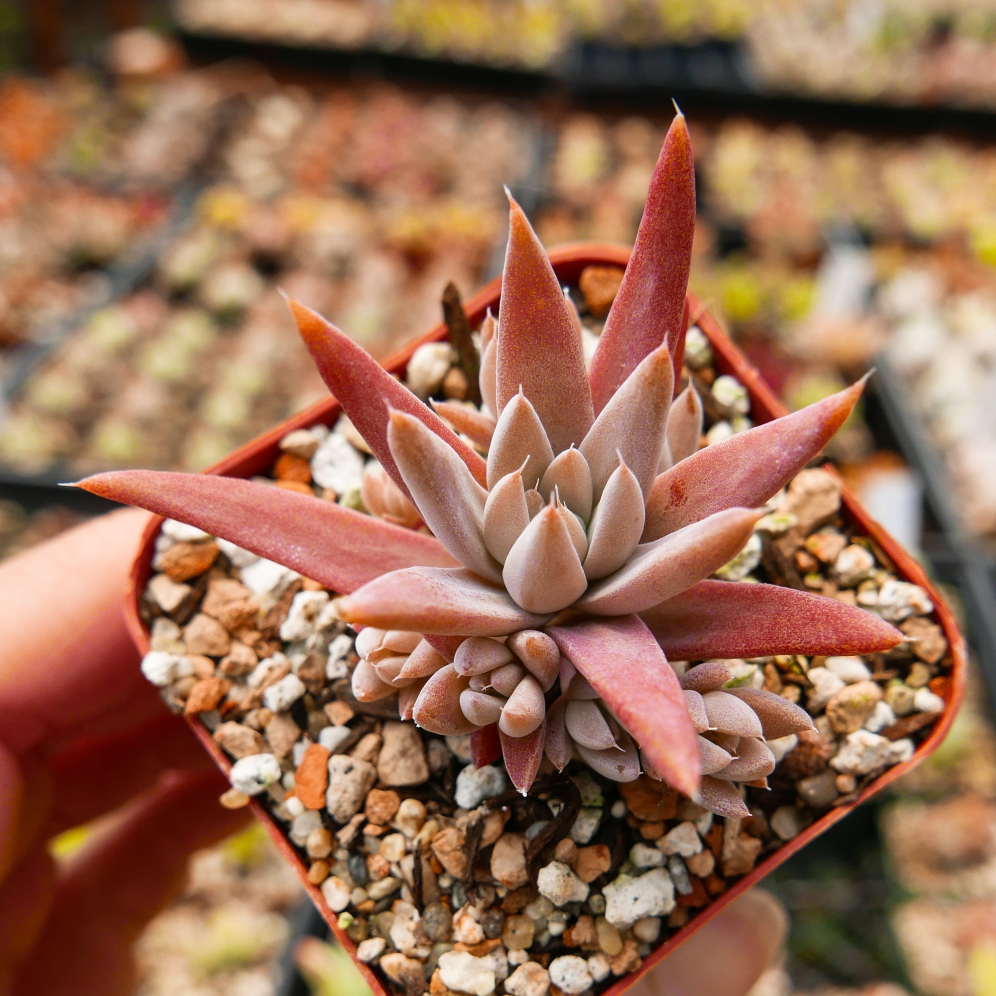 Orostachys fimbriata - Vivid Root