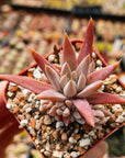 Orostachys fimbriata - Vivid Root