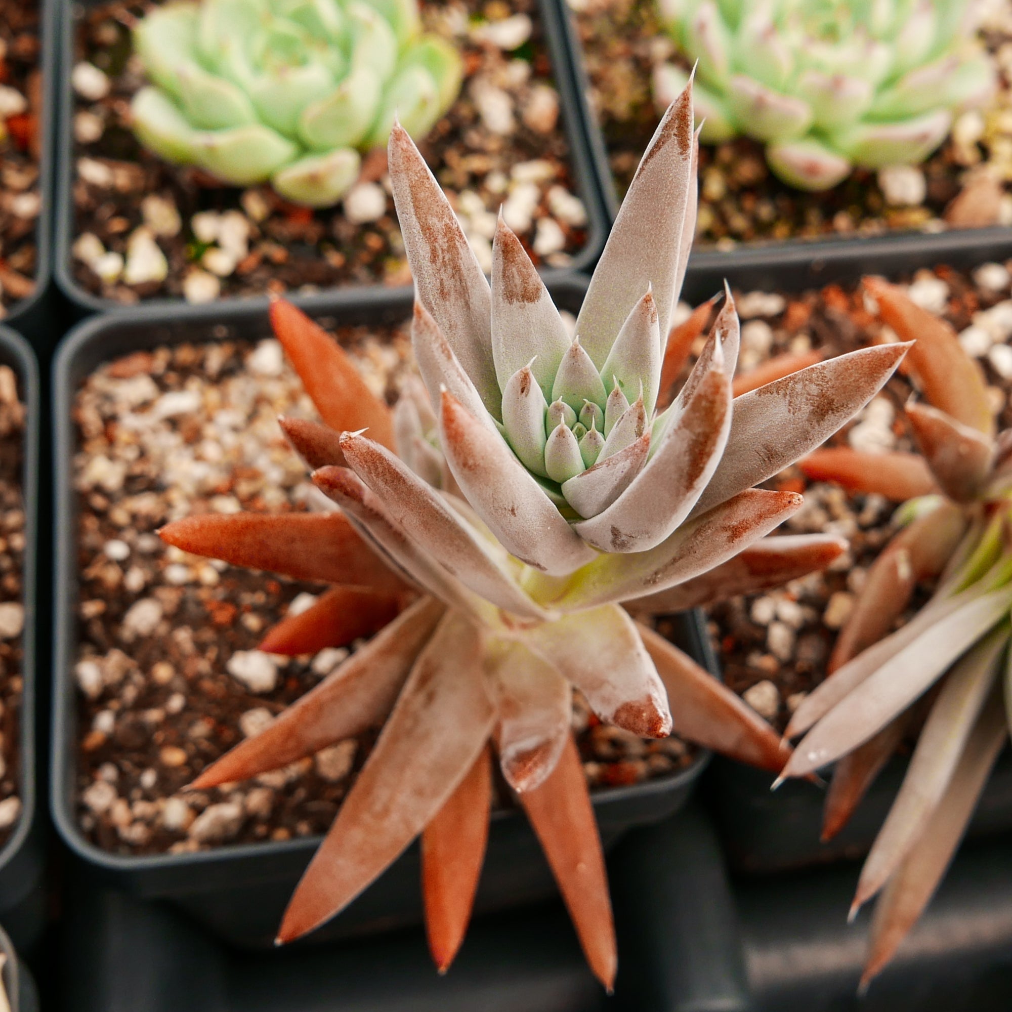 Orostachys fimbriata - Vivid Root
