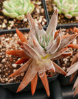 Orostachys fimbriata - Vivid Root