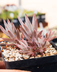 Orostachys fimbriata - Vivid Root