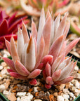 Orostachys fimbriata - Vivid Root