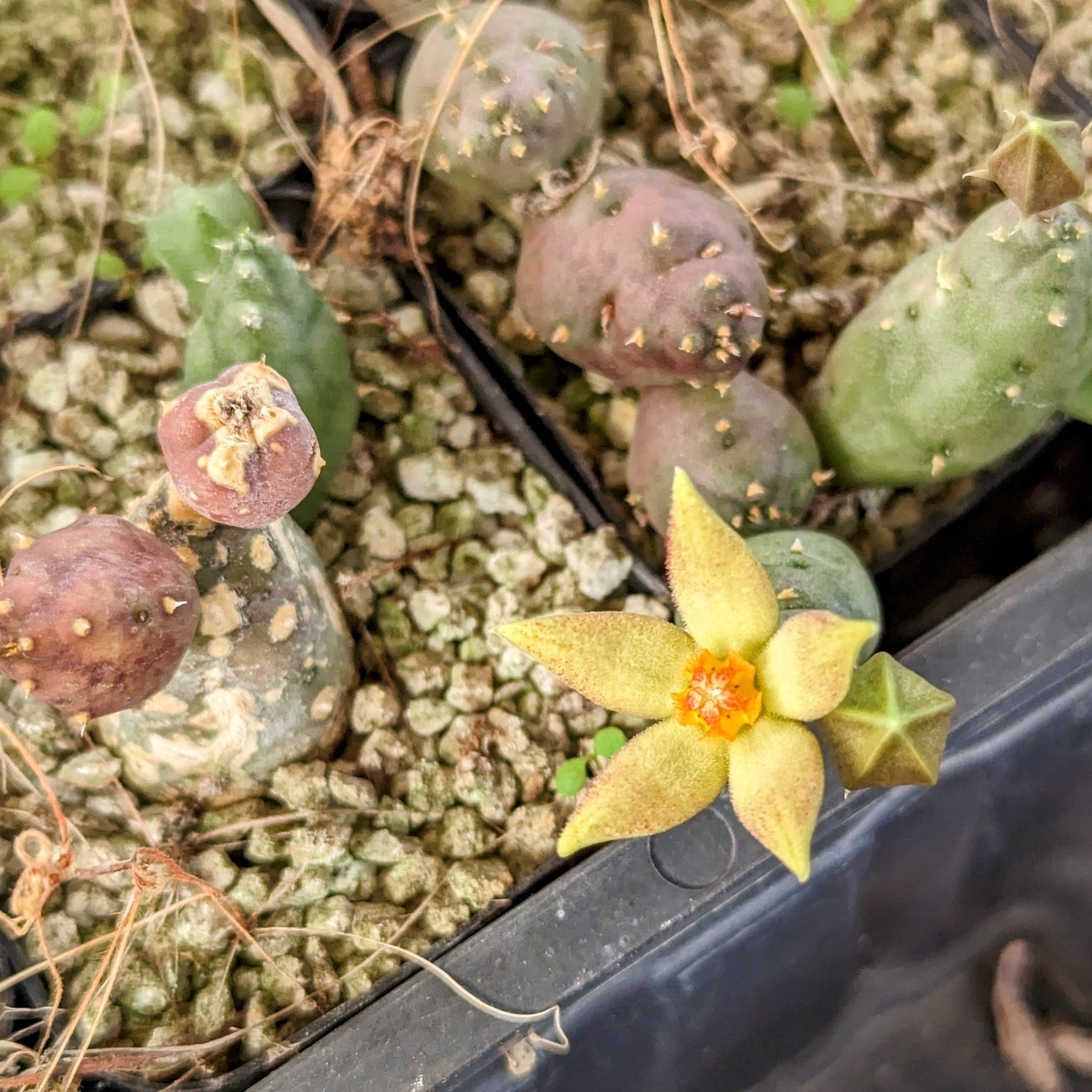 Piaranthus geminatus - Yellow Flower - Vivid Root