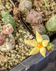 Piaranthus geminatus - Yellow Flower - Vivid Root