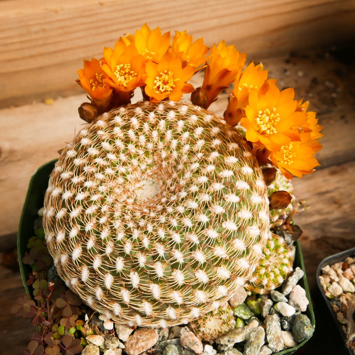 Rebutia arenacea - Vivid Root